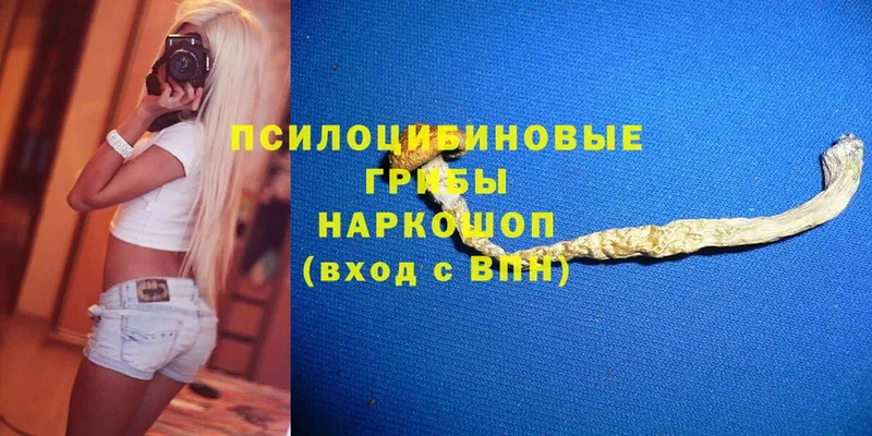 Галлюциногенные грибы Psilocybe  блэк спрут онион  Калининец 